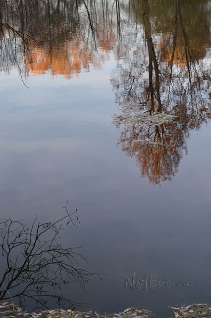 Серый кот. Вихтели Schildkroet