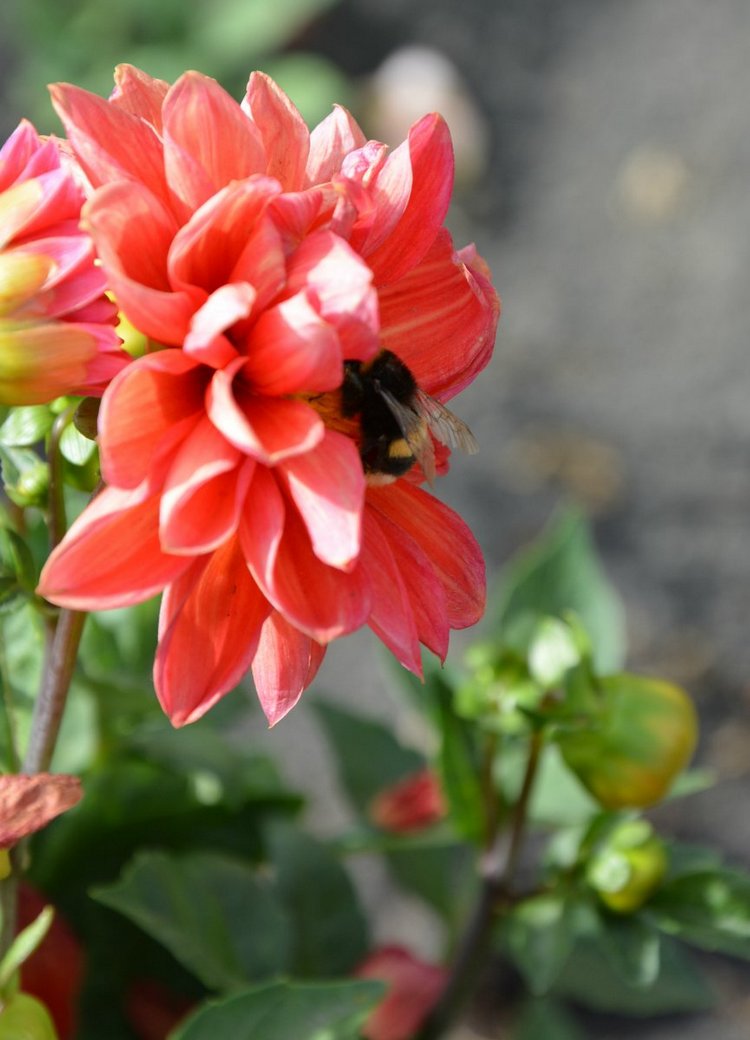 Охота на бабочек — Болталка и разговоры обо всем: жизнь