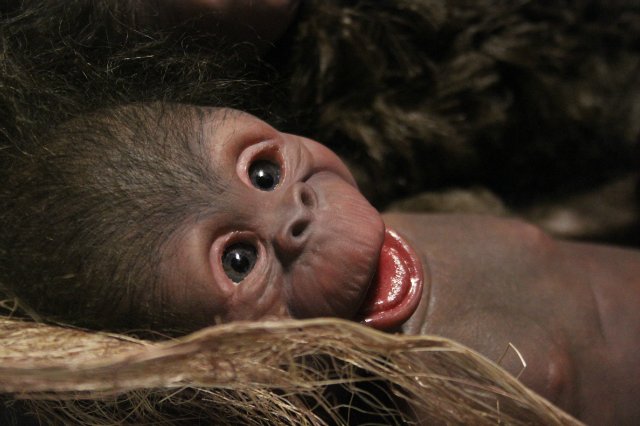 Обезьяныши реборн Элины Кудрявцевой (фото 6)