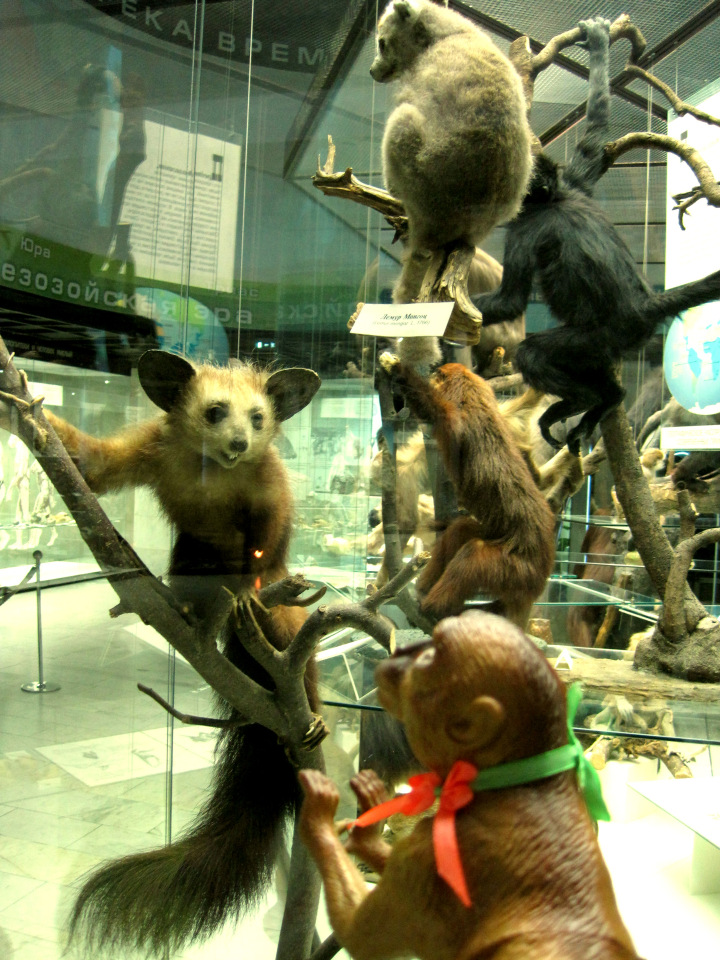 День в музее. Анжела в Государственном Дарвиновском музее