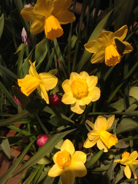 Поздравление с 8 Марта или "Репетиция весны в аптекарском огороде"