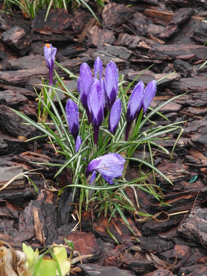 Мишки с Тишинки... Mosfair 2017 (фото 3)