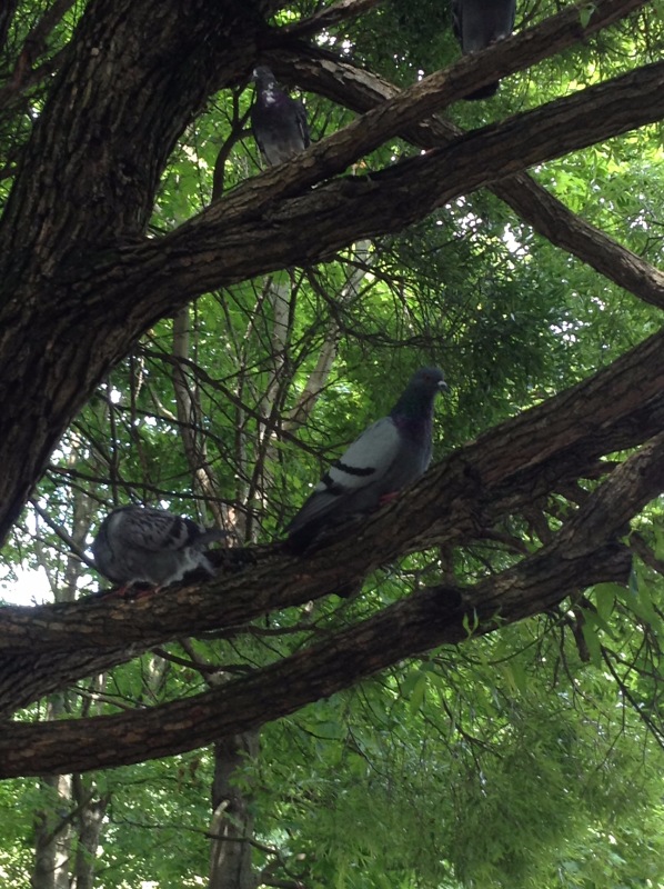 "Есть на Москве места такие..." ч.2. Тайны Коломенского оврага (фото 6)