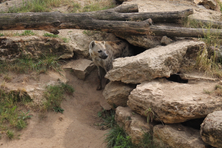 По Германии: зоопарк Лейпцига, часть 3