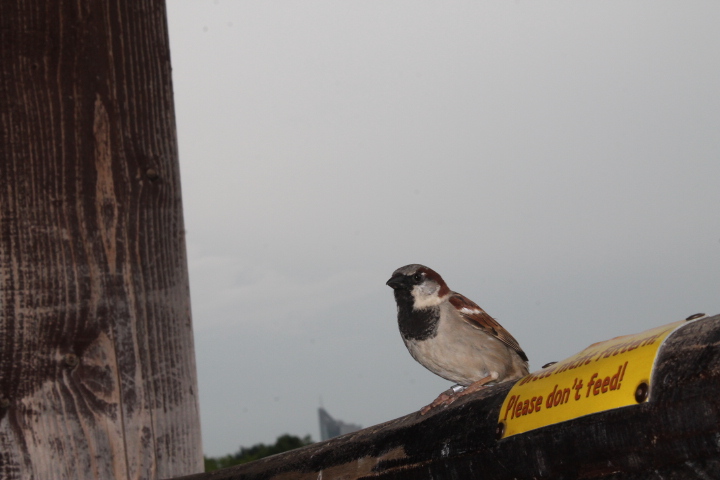 По Германии: зоопарк Лейпцига, часть 3