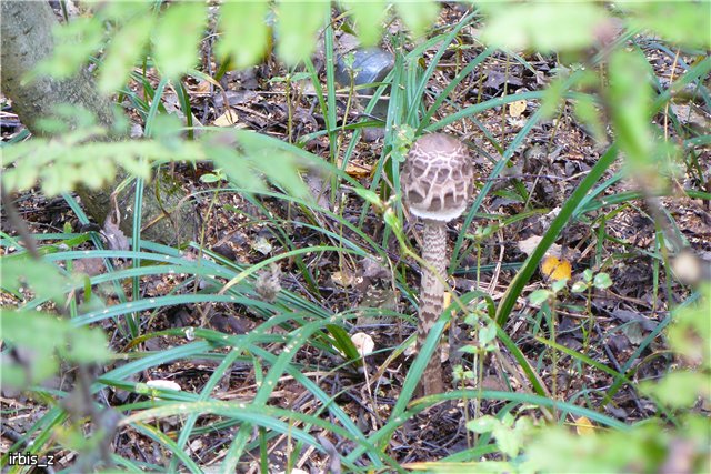 Осенняя сказка. Часть 1. (PukiFee Ante Ариэтти, PukiFee Bonnie Ариэль) | Бэйбики Осенняя сказка. Часть 1. (PukiFee Ante Ариэтти, PukiFee Bonnie Ариэль)