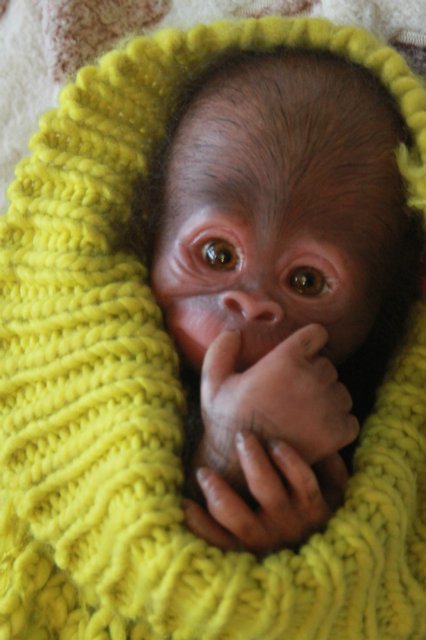 Обезьянка Bindi кукла реборн Элины Кудрявцевой (фото 6)