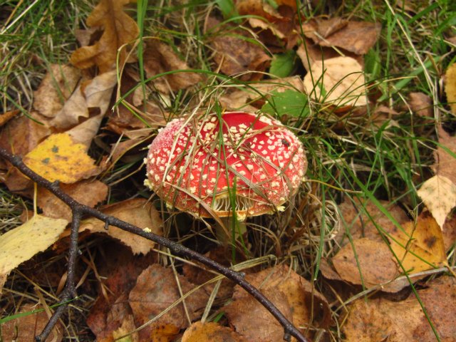 Забреду сегодня в парк осенний