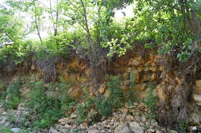 Вихтели в Тарусе. Леон и Кристель от Schildkroet