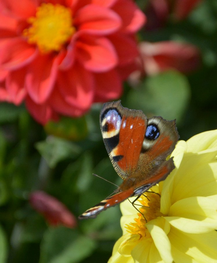 Охота на бабочек — Болталка и разговоры обо всем: жизнь (фото 4)