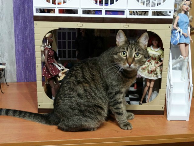 Моего кота не волнуют конкурсы, он просто любит фотографироваться (фото 3)