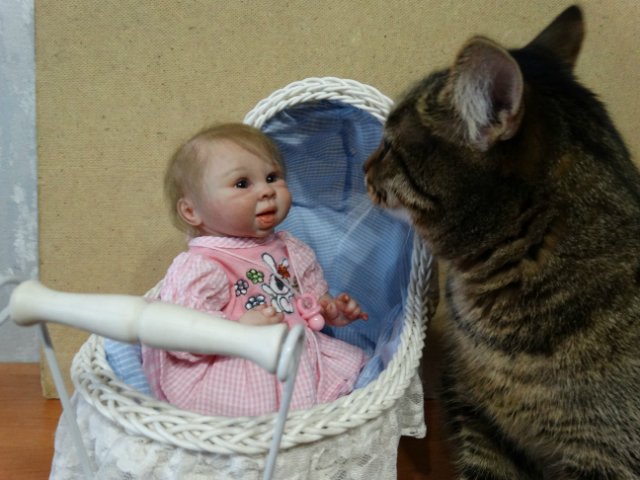 Моего кота не волнуют конкурсы, он просто любит фотографироваться