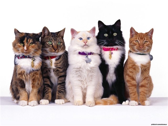 Кошачий позитив — Интересное и необычное: фотоподборки (фото 3)