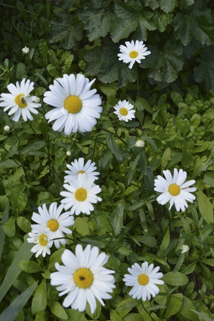 Яркие краски. Вихтели Rosemarie Anna Muller