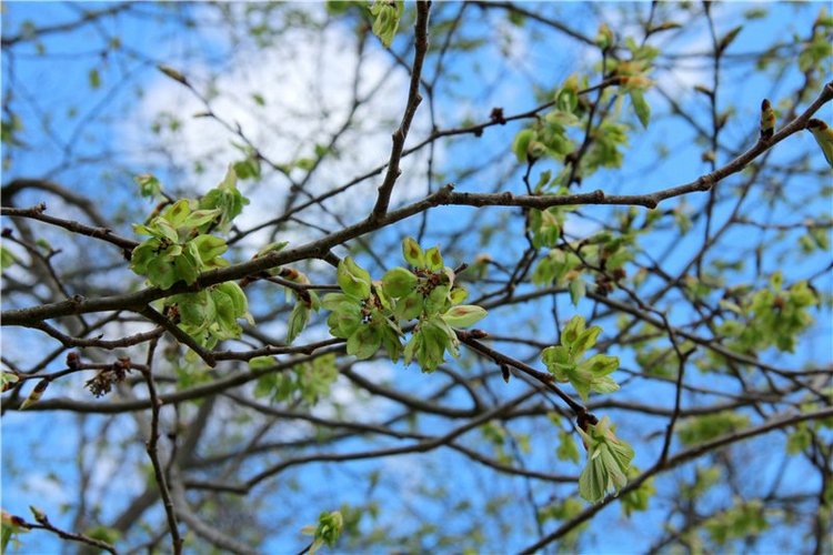 Сказочное Василёво. Реплика антикварной куклы Bébé BRU JNE от автора Branka Schärli