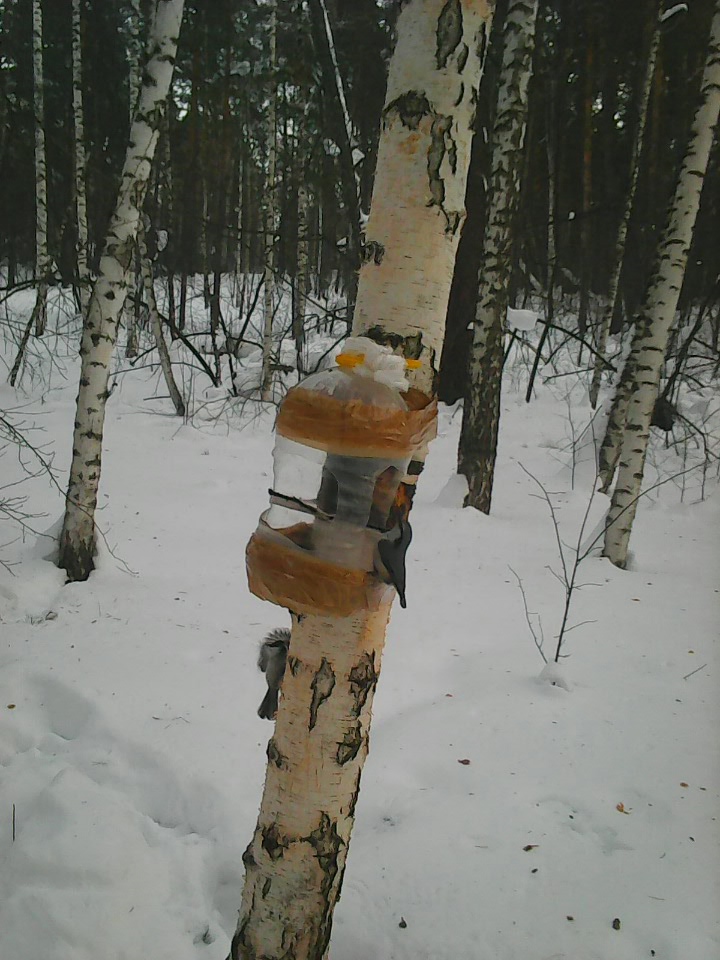 Интересное наблюдение за птицами у кормушки