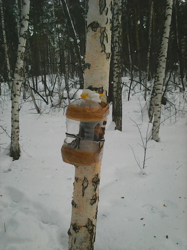 Интересное наблюдение за птицами у кормушки