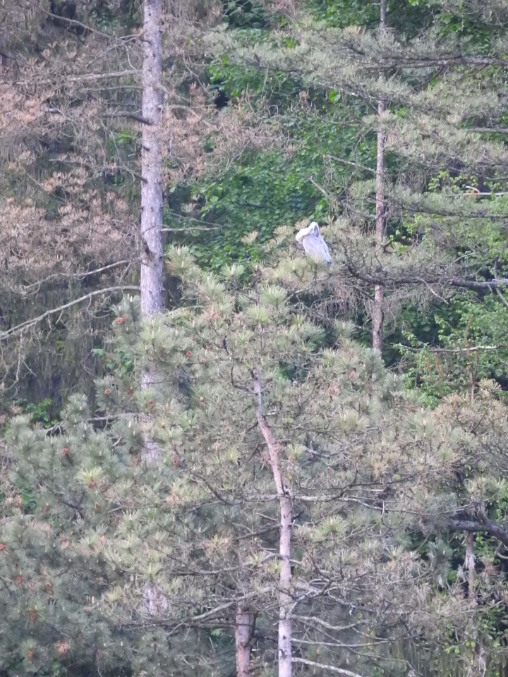 Любителям птиц. Серая цапля Словении