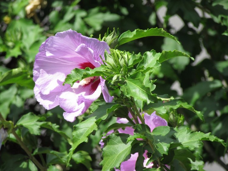 По дороге летним днём Магдалена шла с чепцом