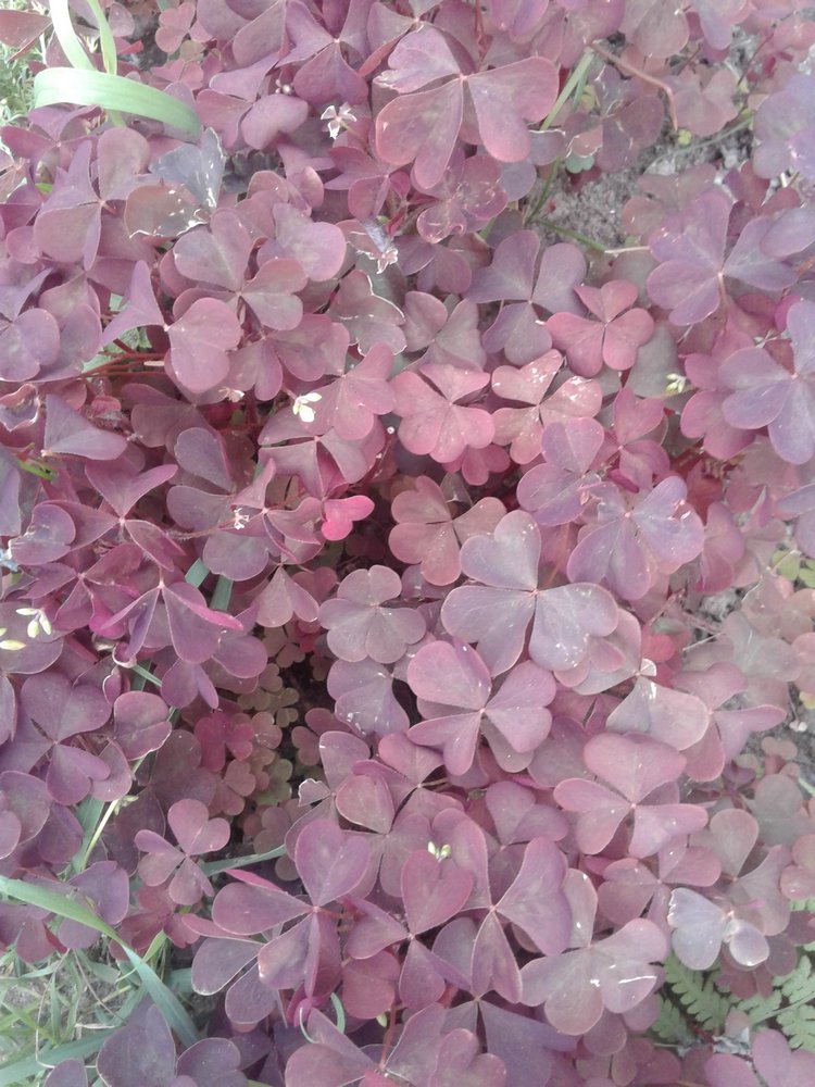 Псков: из лета в лето. Прогулки по городу и куклы