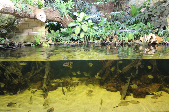 По Германии: зоопарк Лейпцига, часть 1