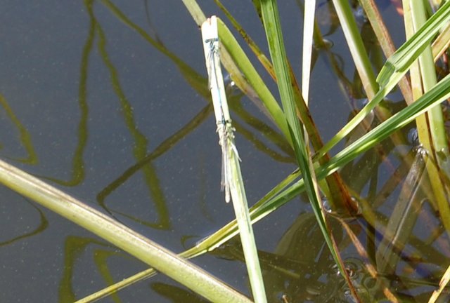 Путешествие по огромному миру! Ирис от E. Pfaffendorf и Тим от Susi Eimer