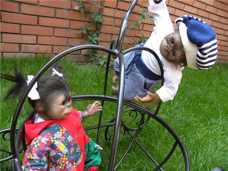 Необычное пополнение в моем доме