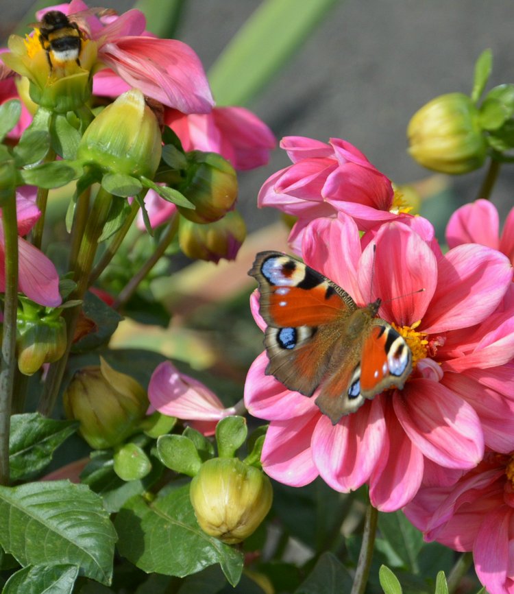 Охота на бабочек — Болталка и разговоры обо всем: жизнь (фото 3)