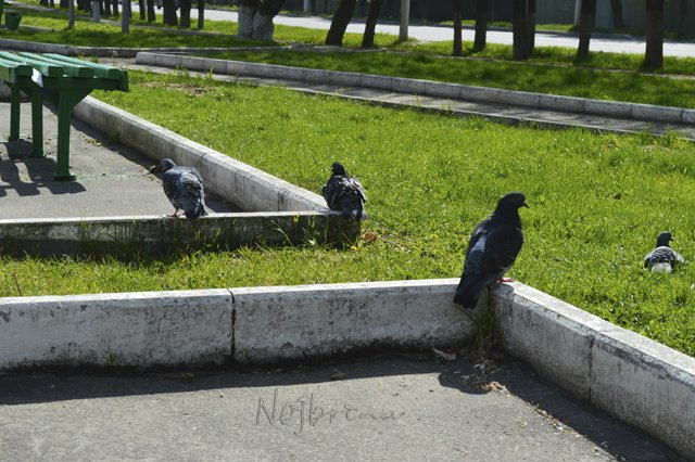 Яркие краски. Вихтели Rosemarie Anna Muller