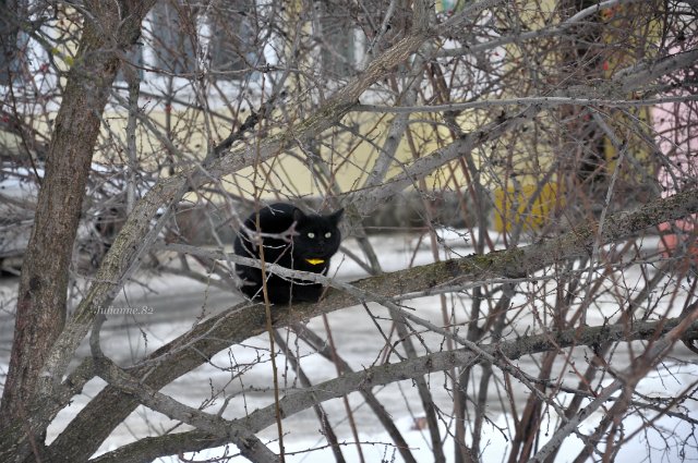 Коты прилетели... первые вестники весны (фото 4)