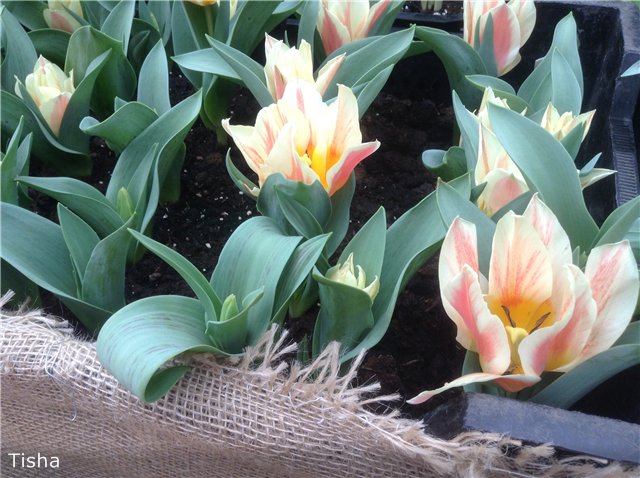 Репетиция весны в "Аптекарском огороде" (фото 3)