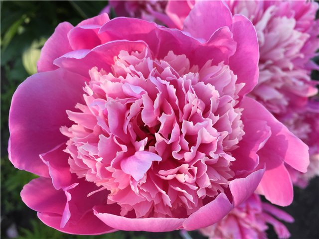 Мариетта - мечты сбываются