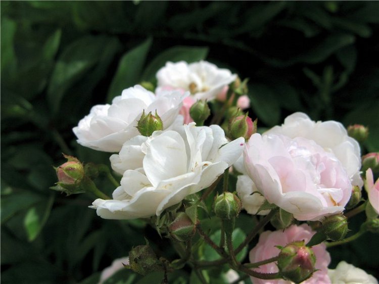 Кашин - город русского сердца. Часть седьмая. Вознесенский кафедральный собор