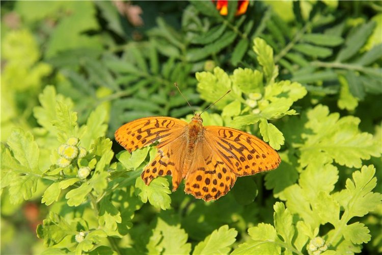 Иваниши. Храм Успения Пресвятой Богородицы