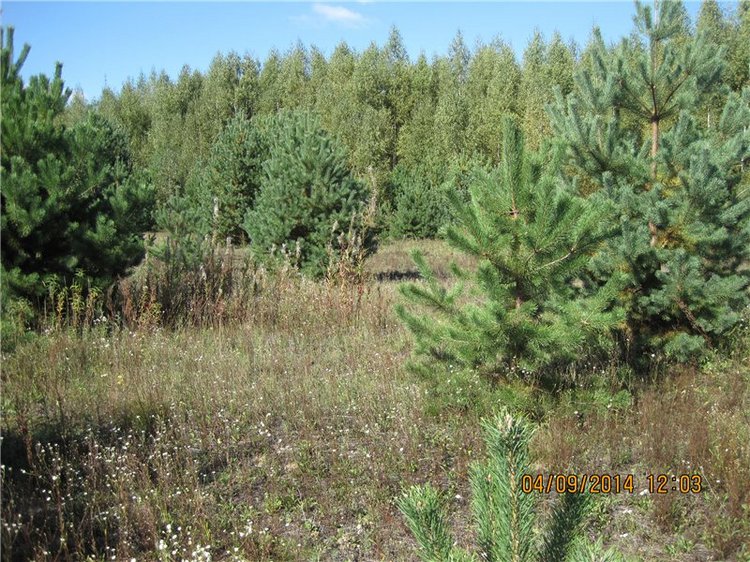 Алёнка, моя куколка Paola Reina