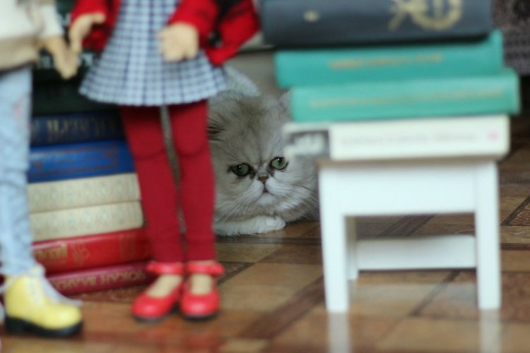 Куклы Кае Вигс и любовь к чтению