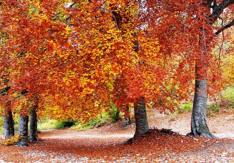 Красотка-осень — Болталка и разговоры обо всем: жизнь