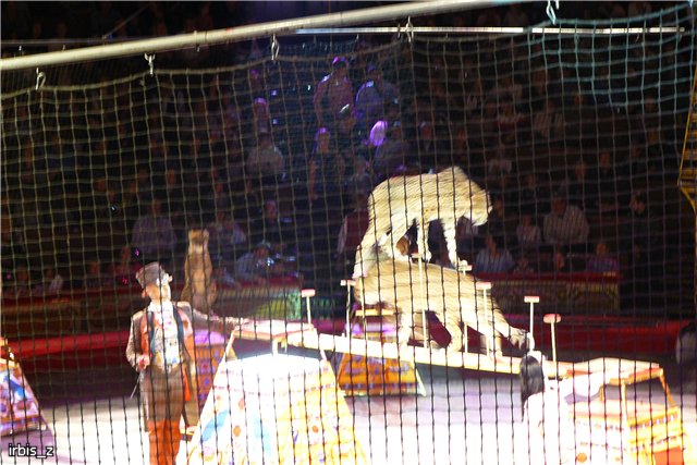 Вот так чудеса или как Ариэль в Большой Московский Цирк ходила. PukiFee Ante Ариэтти, PukiFee Bonnie Ариэль