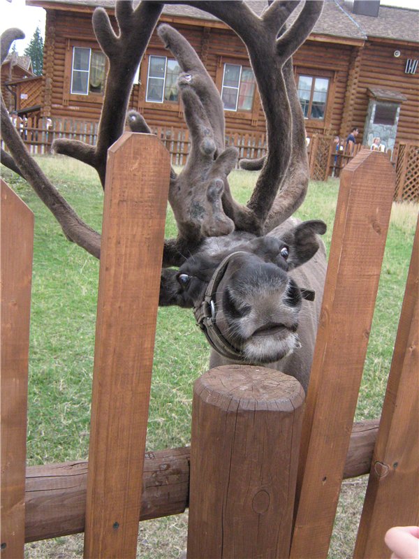 Пупсы Nines Artesanal D'Onil в Ижевском зоопарке (фото 8)