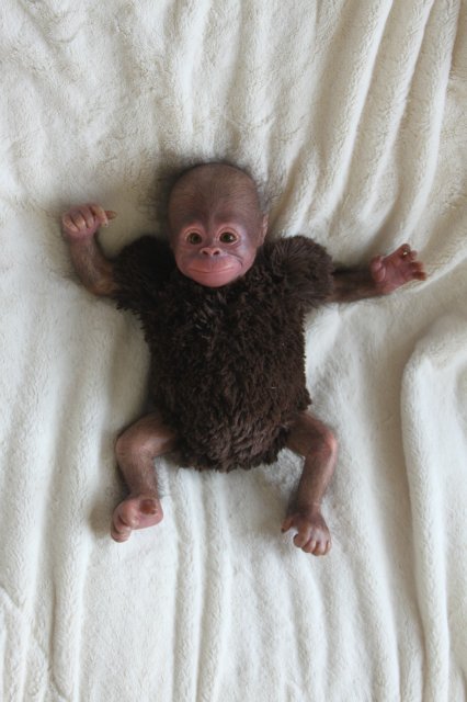 Обезьянка Bindi кукла реборн Элины Кудрявцевой