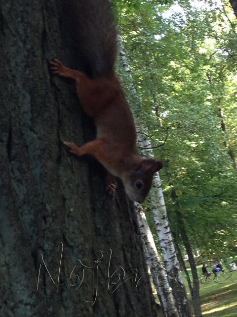 Питер - самый лучший город на земле! Вихтель Rosemarie Anna Muller