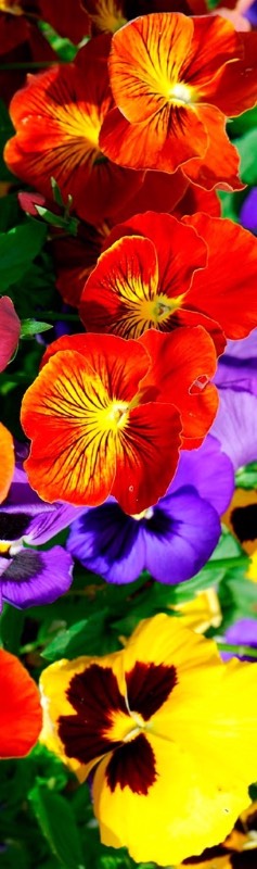 Головокружительные, обворожительные балеринки-лебеди! Адриана от Susan Lippl и две ее сестренки от Lee Middleton! Часть