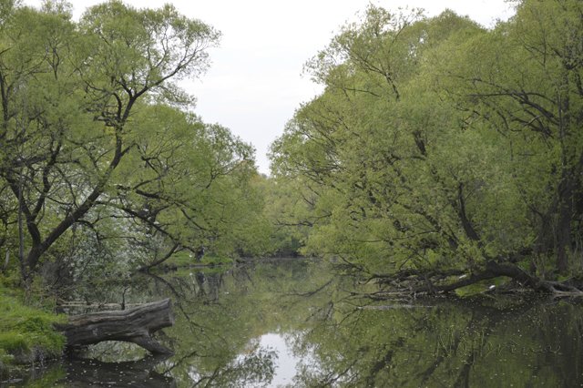 Яркие краски. Вихтели Rosemarie Anna Muller