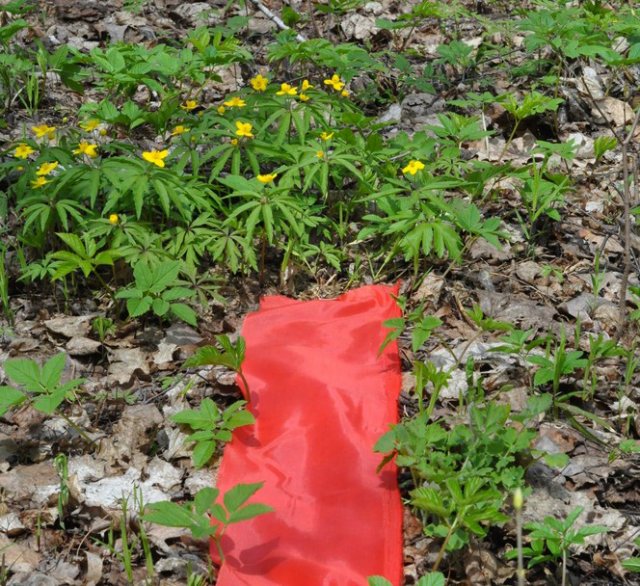 Оскар 2016 — Куклы Sylvia Natterer (Сильвия Наттерер): Gotz (фото 4)