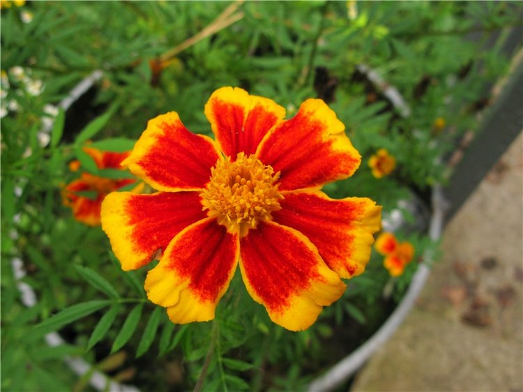 Осенний блюз — Куклы Heidi Plusczok (Хайди/Хейди Плюсчок) — фото