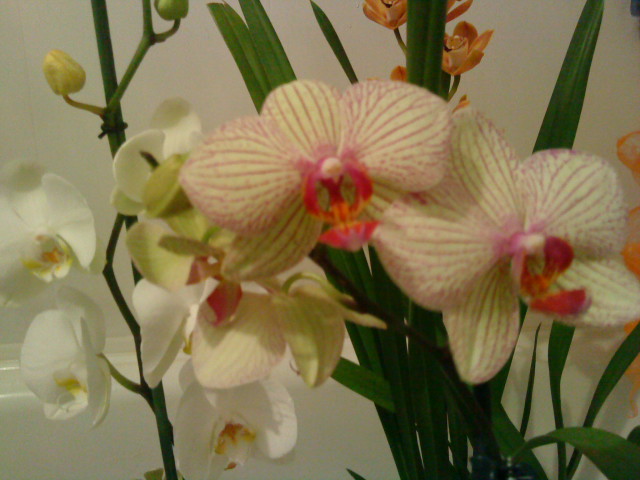 Не только куклы — Другие хобби и увлечения: сад (фото 2)