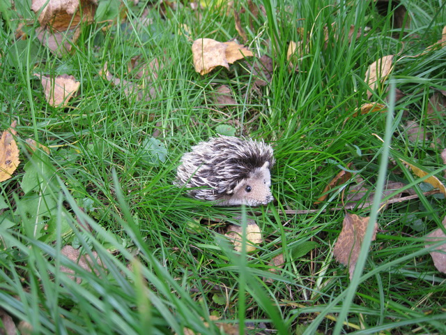 Неожиданная находка! Элис, PukiFee Ante (фото 6)