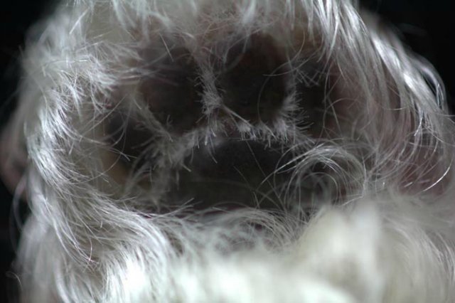 Маленький Ши-цу из молда "Принцесса"(мопс).Работа американского мастера (фото 5)