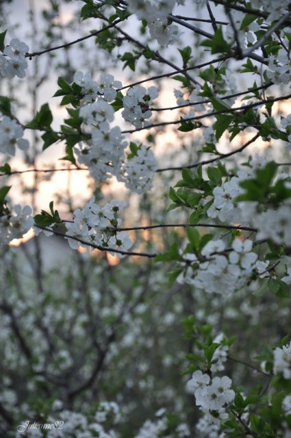 "Первый майский день..." Оливия от Helen KISH