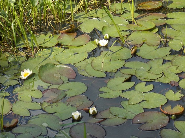 Город детства - Аша — Туризм и путешествия: фотоотчеты из поездок (фото 10)